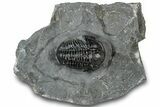 Detailed Gerastos Trilobite Fossil - Morocco #311233-3